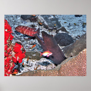 Maldives Reef Snapshot Poster