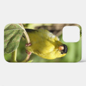 Male American Goldfinch Case-Mate iPhone Hülle (Rückseite (Horizontal))