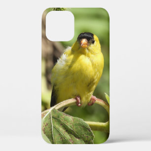 Male American Goldfinch Case-Mate iPhone Hülle