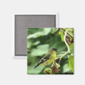 Male American Goldfinch Magnet (Vorderseite/Rückseite)