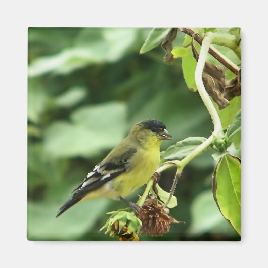 Male American Goldfinch Magnet (Vorne)