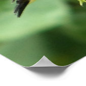 Male American Goldfinch Poster (Ecke)