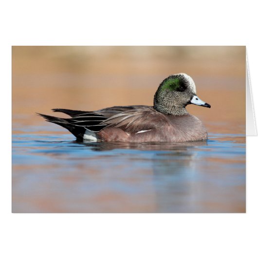 Male American Wigeon (Vorderseite (Horizontal))