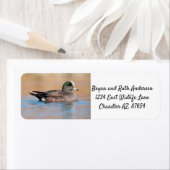 Male American Wigeon (Insitu)