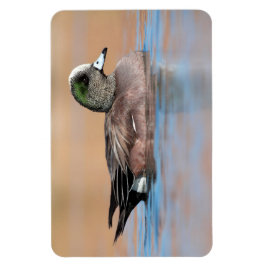 Male American Wigeon Magnet