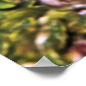 Male Anthia Poster (Ecke)