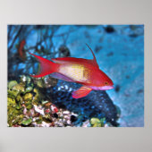 Male Anthia Poster (Vorne)