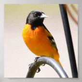 Male Baltimore Oriole Poster (Vorne)