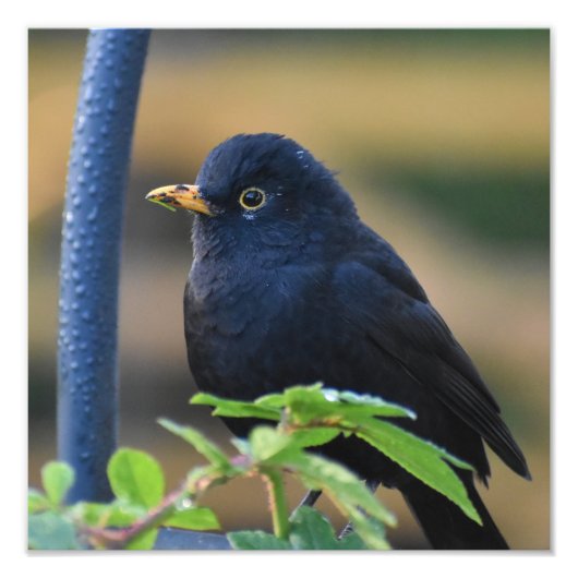 Male Blackbird Fotodruck (Vorne)