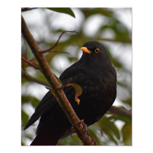 Male Blackbird Fotodruck (Vorne)