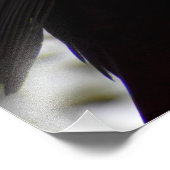 Male Blackbird Fotodruck (Ecke)