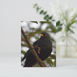 Male Blackbird Postkarte