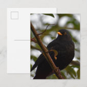 Male Blackbird Postkarte (Vorne/Hinten)