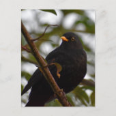 Male Blackbird Postkarte (Vorderseite)
