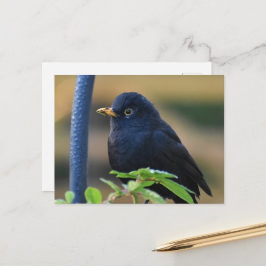 Male Blackbird Postkarte (Vorderseite/Rückseite Beispiel)