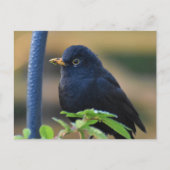 Male Blackbird Postkarte (Vorderseite)