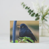 Male Blackbird Postkarte (Stehend Vorderseite)