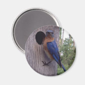 Male Bluebird Magnet (Vorderseite/Rückseite)