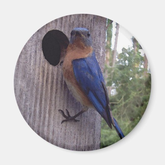 Male Bluebird Magnet (Vorne)