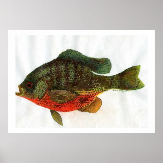 Male Bluegille Poster (Vorne)