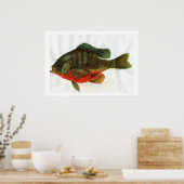 Male Bluegille Poster (Küche)