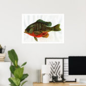 Male Bluegille Poster (Heimbüro)