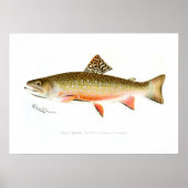 Male Brook Trout Poster (Vorne)