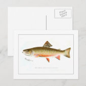 Male Brook Trout Postkarte (Vorne/Hinten)