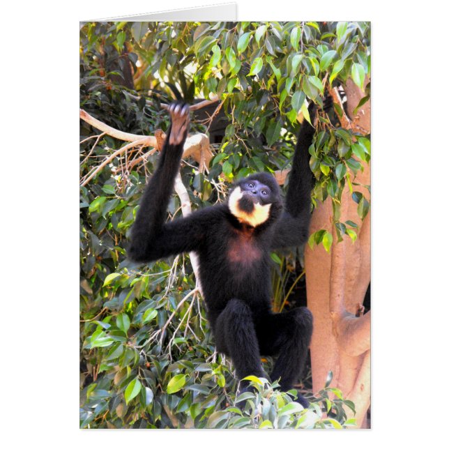 Male Buff baked gibbon (Vorne)