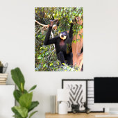 Male Buff baked gibbon Poster (Heimbüro)