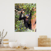 Male Buff baked gibbon Poster (Küche)