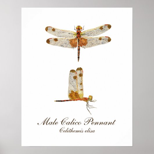 Male Calico Pennant Dragonfly Poster (Vorne)