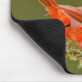 Male Cardinal on Limb Mousepad (Ecke)