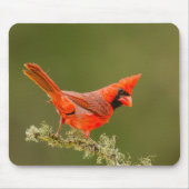 Male Cardinal on Limb Mousepad (Vorne)