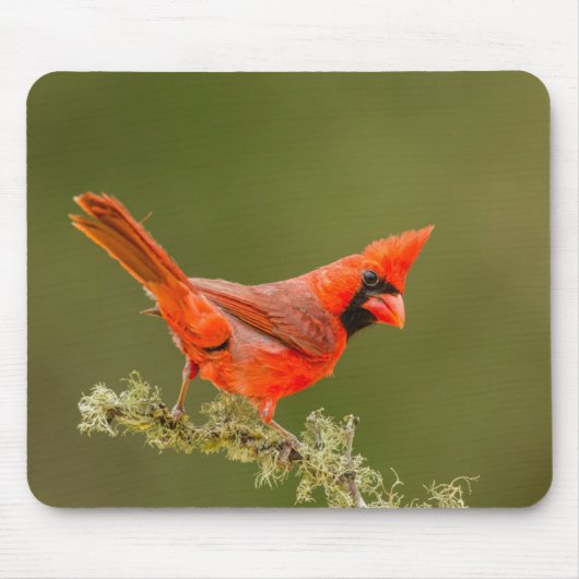 Male Cardinal on Limb Mousepad (Vorne)