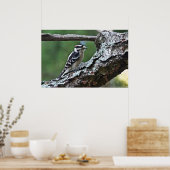 Male Downy Woodpeck auf einem Lima-Poster Poster (Küche)