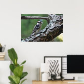 Male Downy Woodpeck auf einem Lima-Poster Poster (Heimbüro)