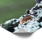 Male Downy Woodpeck auf einem Lima-Poster Poster (Ecke)