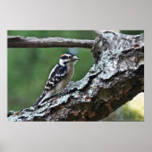 Male Downy Woodpeck auf einem Lima-Poster Poster (Vorne)