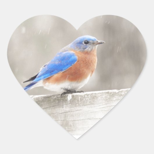 Male Eastern Bluebird Herz-Aufkleber (Vorderseite)