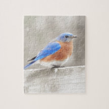 Male Eastern Bluebird