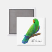 Male Eclectus Parrot Magnet (Vorderseite/Rückseite)