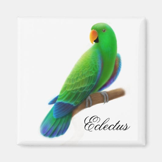 Male Eclectus Parrot Magnet (Vorne)