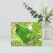 Male Eclectus Parrot Postkarte (Stehend Vorderseite)