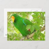 Male Eclectus Parrot Postkarte (Vorne/Hinten)