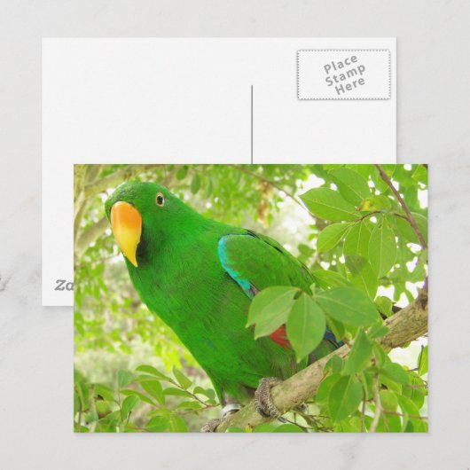 Male Eclectus Parrot Postkarte (Vorne/Hinten)