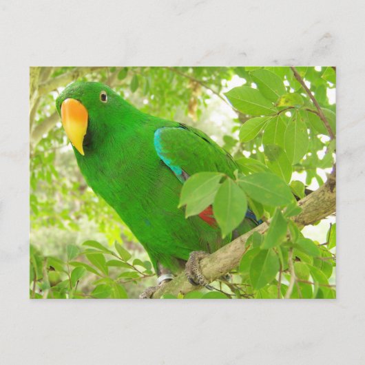 Male Eclectus Parrot Postkarte (Vorderseite)