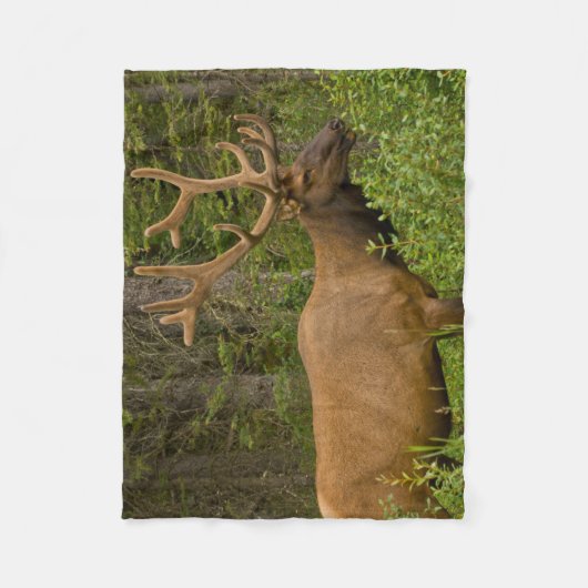 Male Elk | Banff National Park, Alberta, Kanada Fleecedecke (Vorderseite)