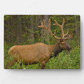 Male Elk | Banff National Park, Alberta, Kanada Fotoplatte (Vorderseite)