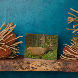 Male Elk   Banff National Park, Alberta, Kanada Fotoplatte